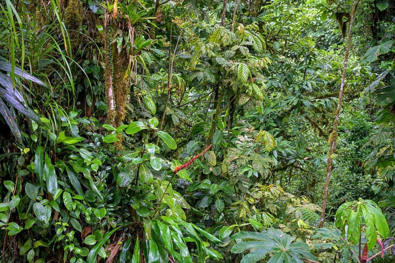 Rainforest in Selvatura Park seen from a suspension bridge
