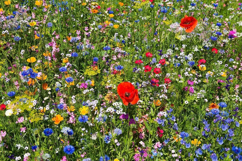 Flower meadow for insects