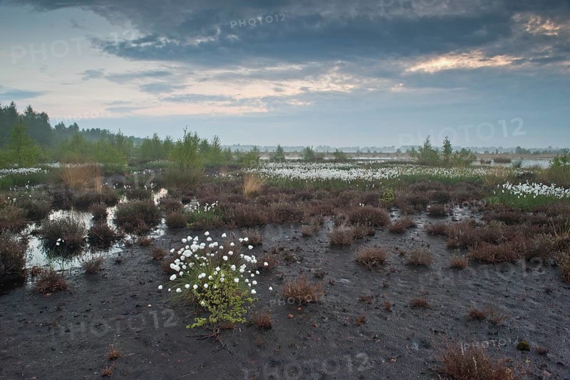 Bog landscape with common cottongrass
