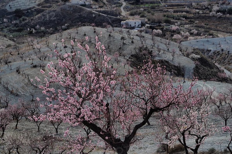 Blossoming almond tree