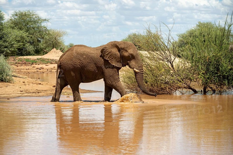 African elephant