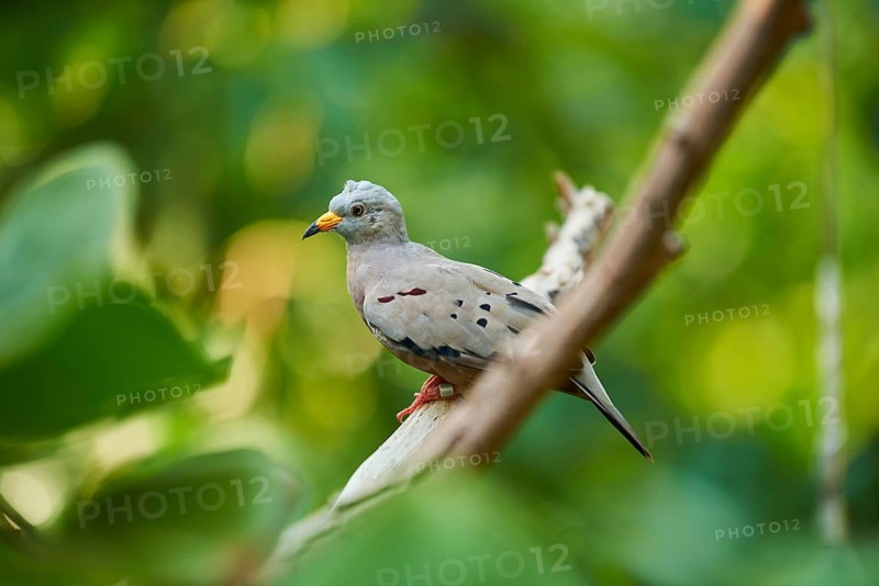 Croaking ground dove