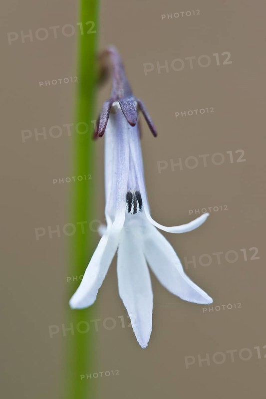 Water lobelia