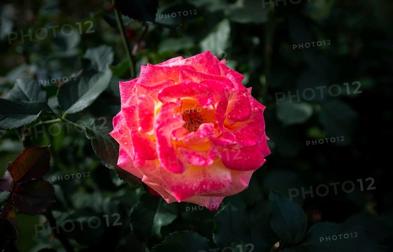 Shrub rose