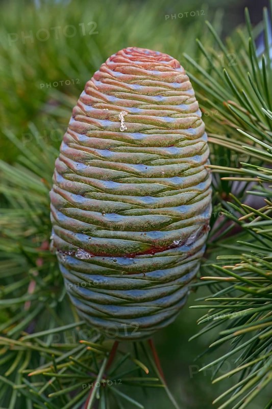 Deodar cedar