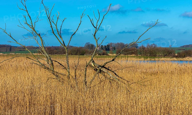 Dead trees