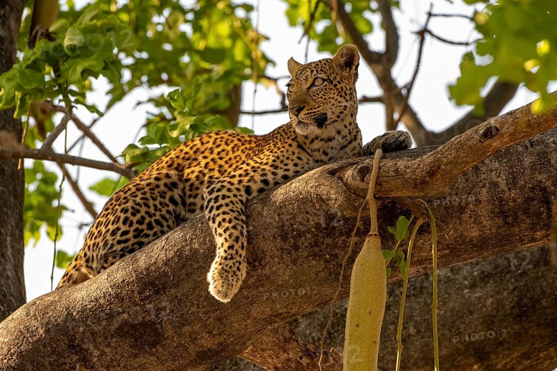 African leopard