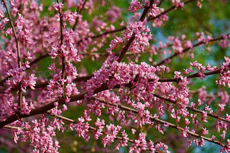 Eastern redbud