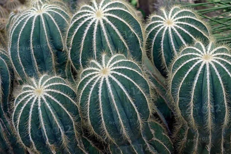 Ball cactus