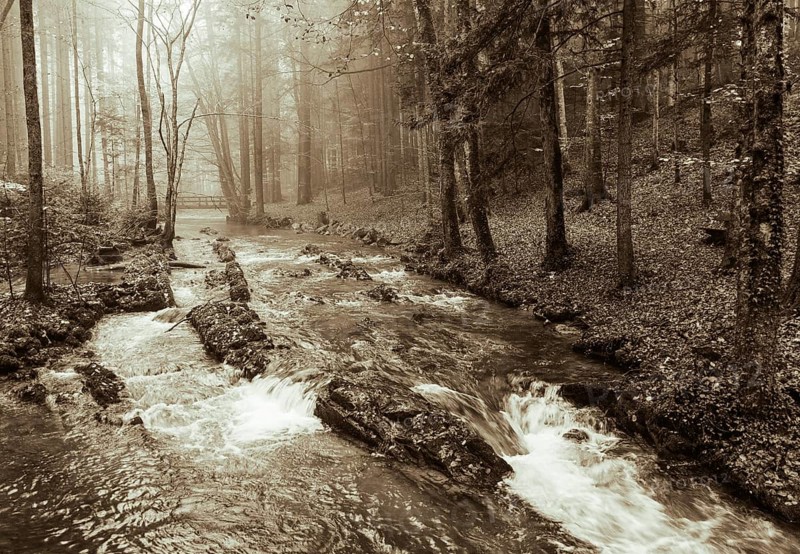 Zellerache flows through autumn forest in morning mist