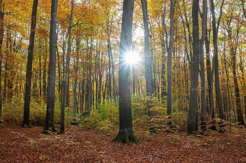 European beech forest