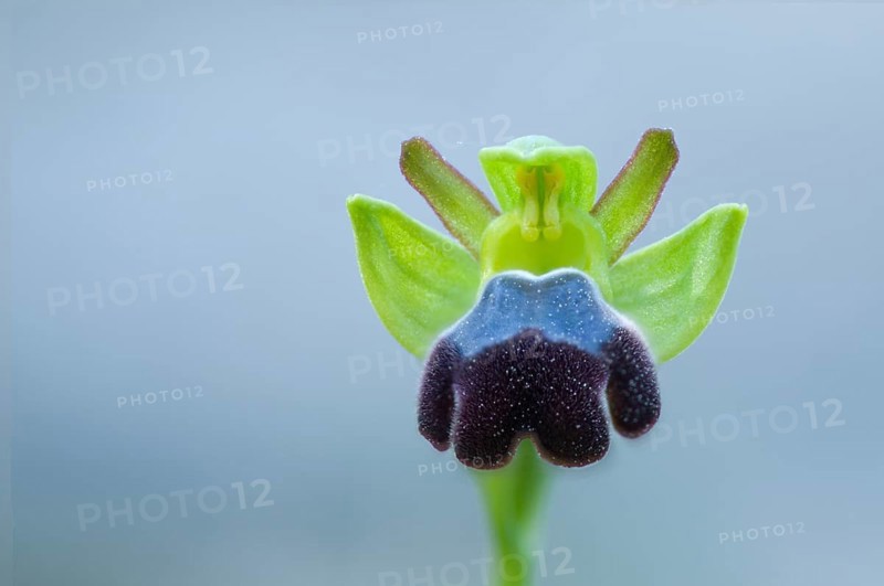 Sombre bee-orchid