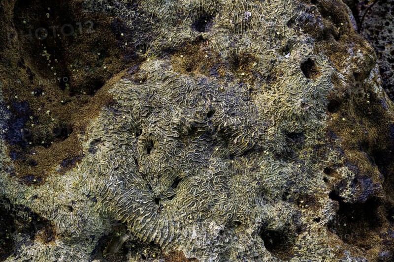 Dead corals lifted out of the water by an earthquake