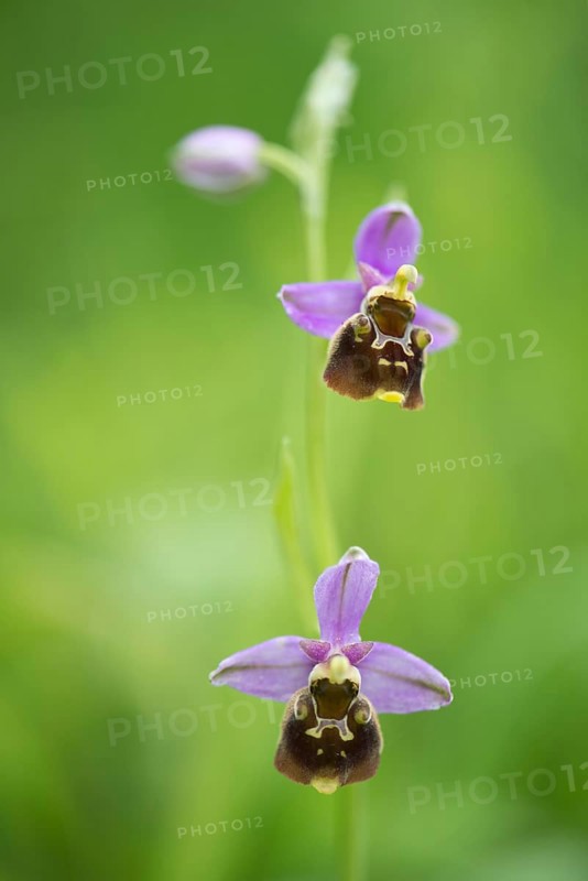Late spider-orchid