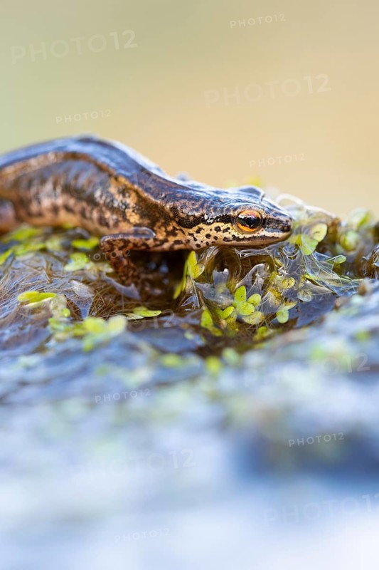 Palmate newt