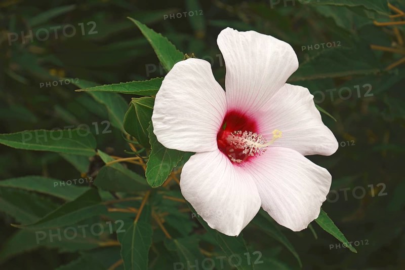 Halberdleaf hibiscus