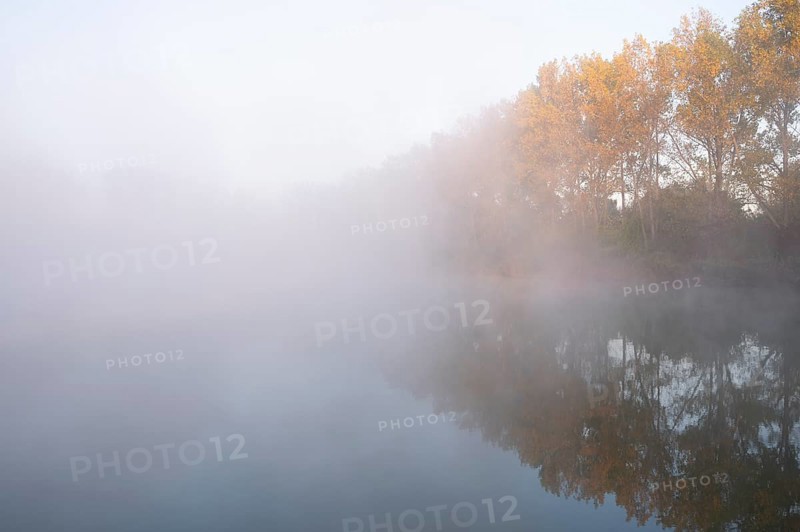 Morning fog and autumn coloured poplars