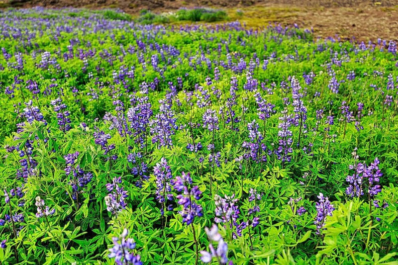 Blue flowering nootka lupins