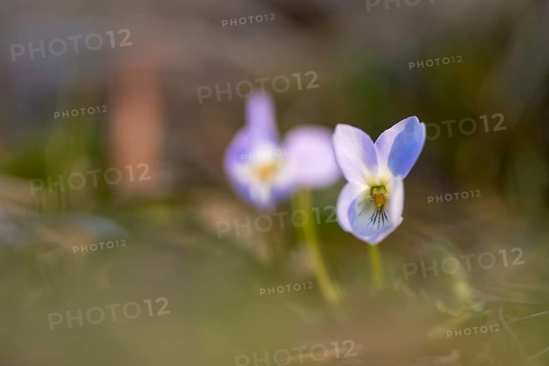 Early-dog violet