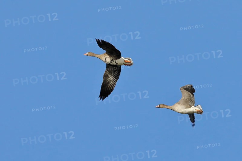 Greater white-fronted geese