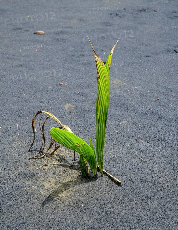 Coconut palm sprouts on a black sand beach