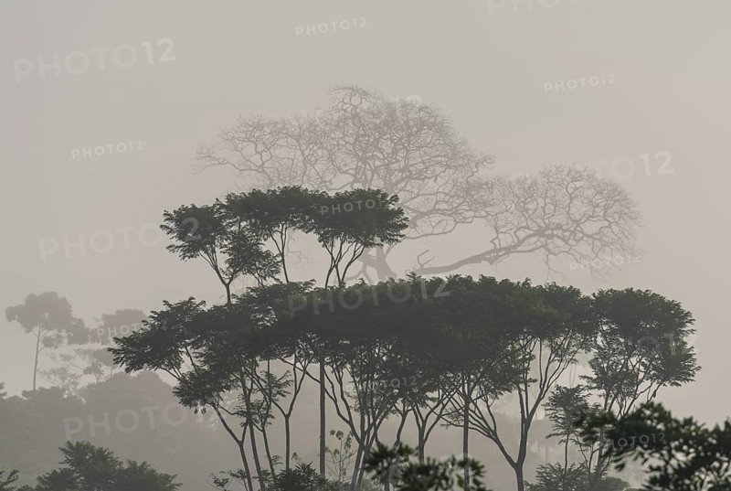 Rainforest