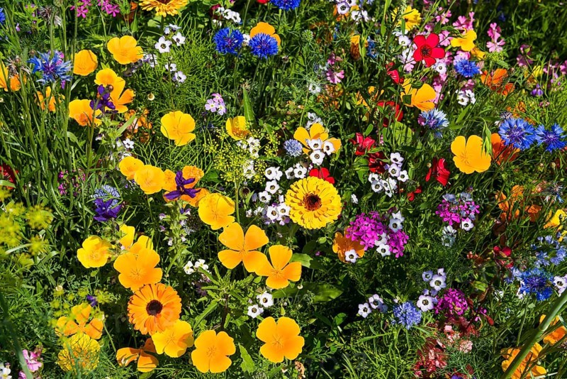 Flower meadow for insects