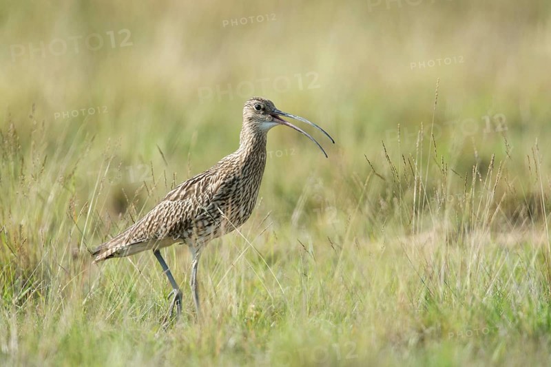 Curlew