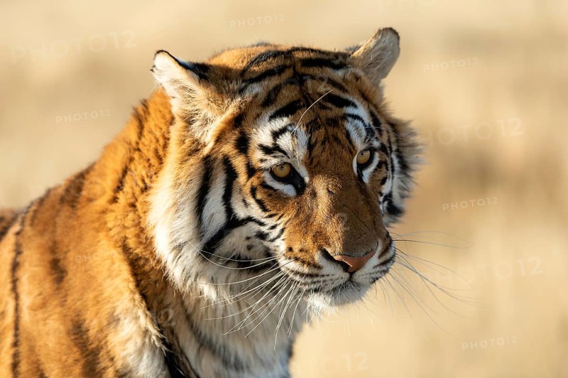 Bengal tiger