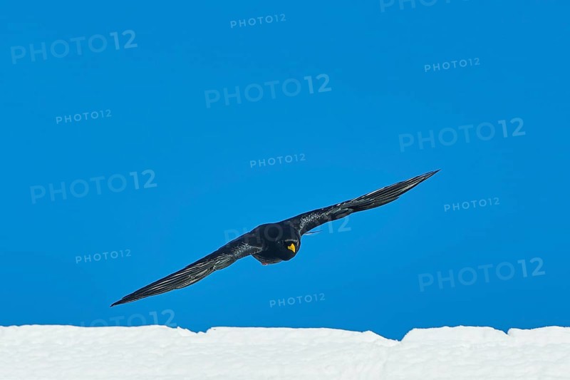 Yellow-billed chough