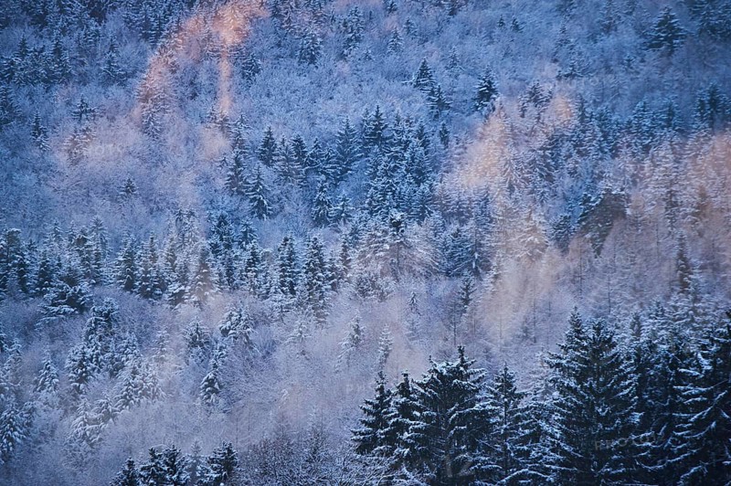 Colored Fog above a Norway spruce
