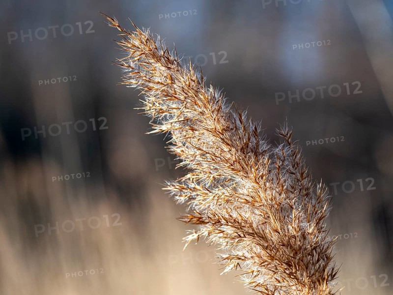 Common reed