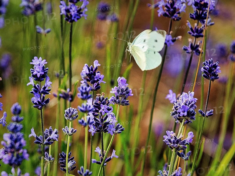 Cabbage butterfly
