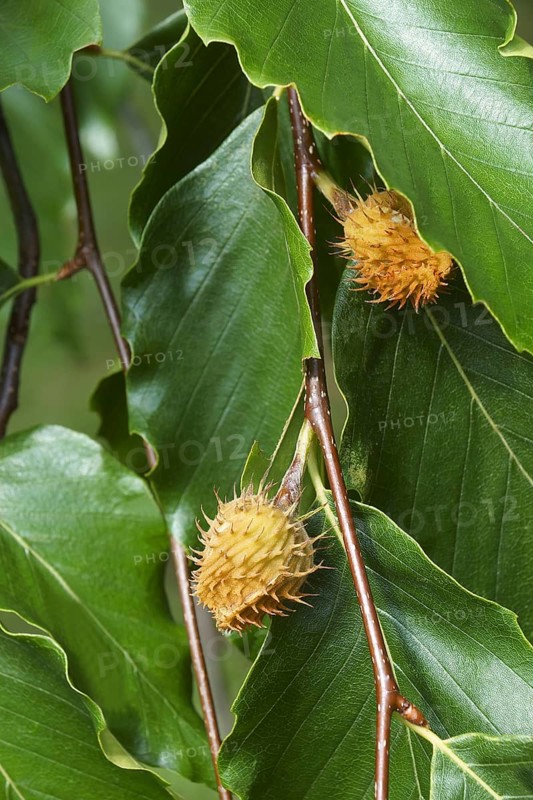American beech