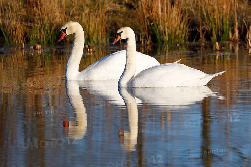 Mute swans