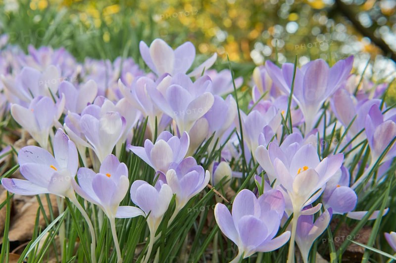 Early Crocus