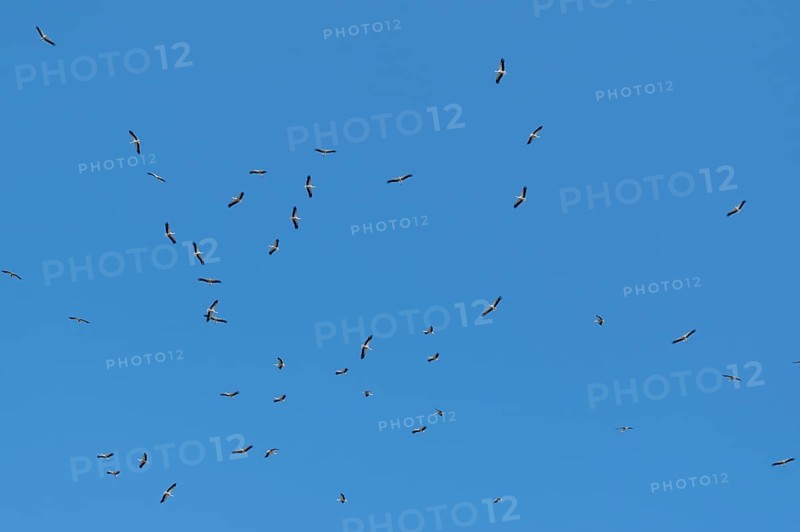 White stork