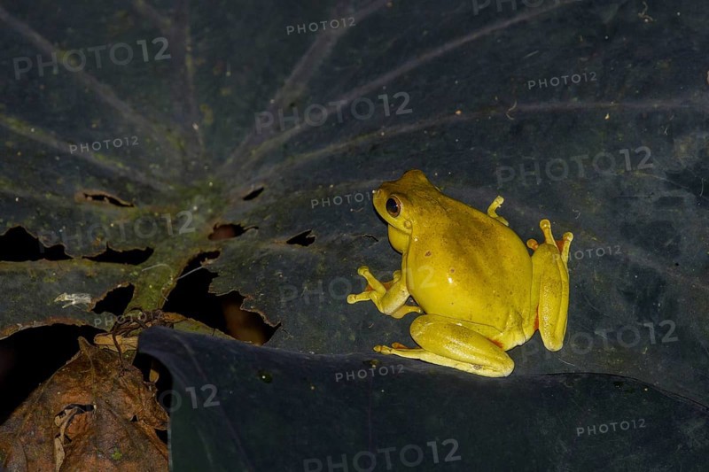 Mahogany tree frog