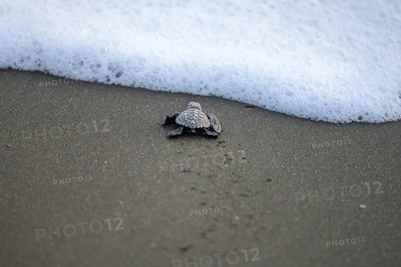 Newly hatched olive ridley sea turtle