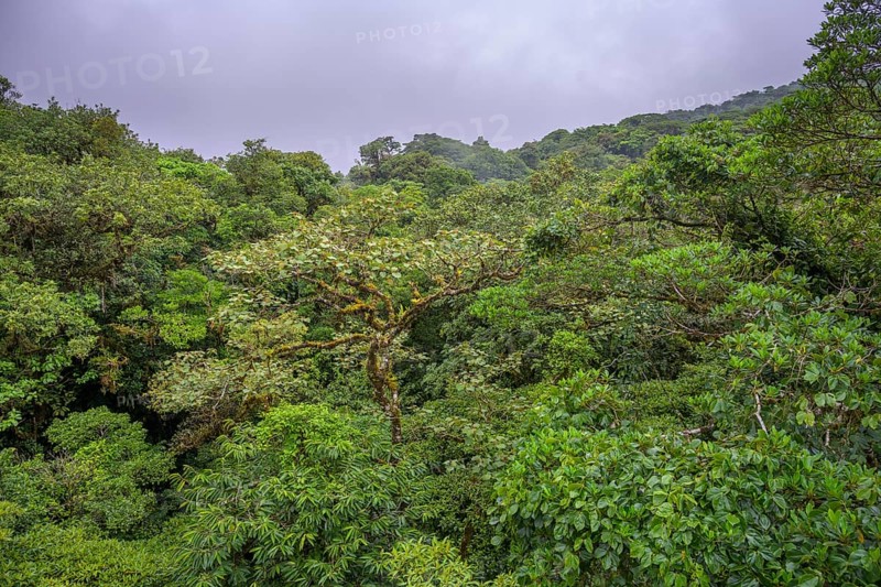 Rainforest in Selvatura Park seen from a suspension bridge