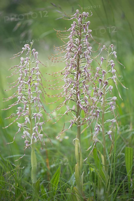 Lizard orchid