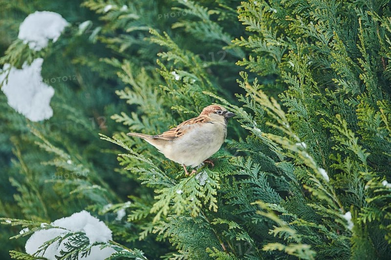 House sparrow