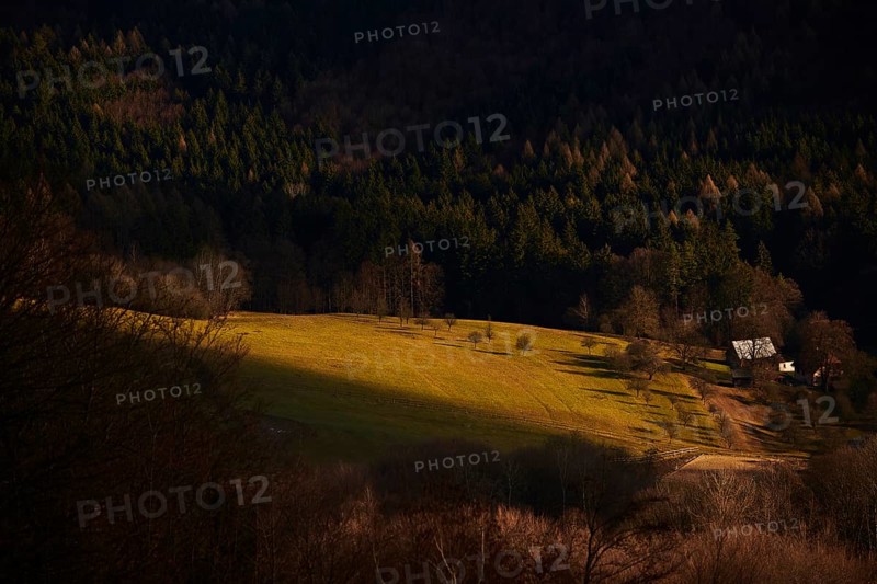 Spotlight from the sun on a small meadow with fruit trees