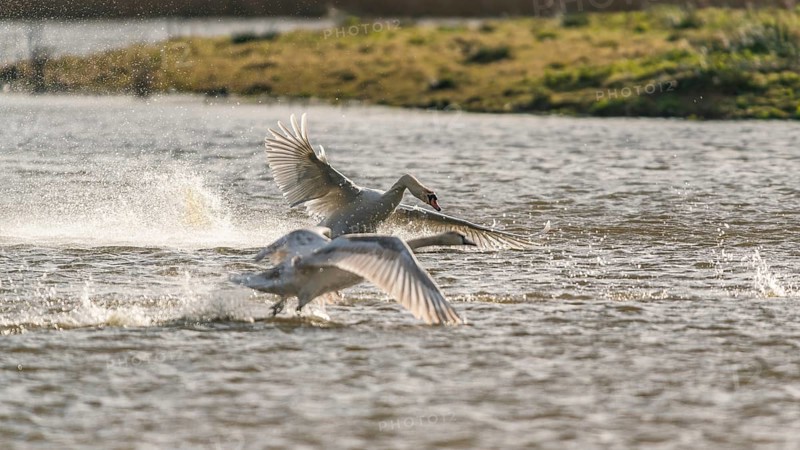 Mute Swan