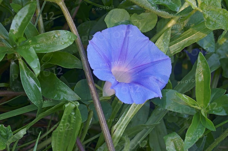 Ivy-leaved morning glory