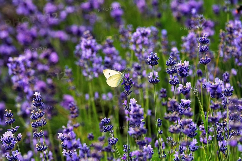 Lavender flower