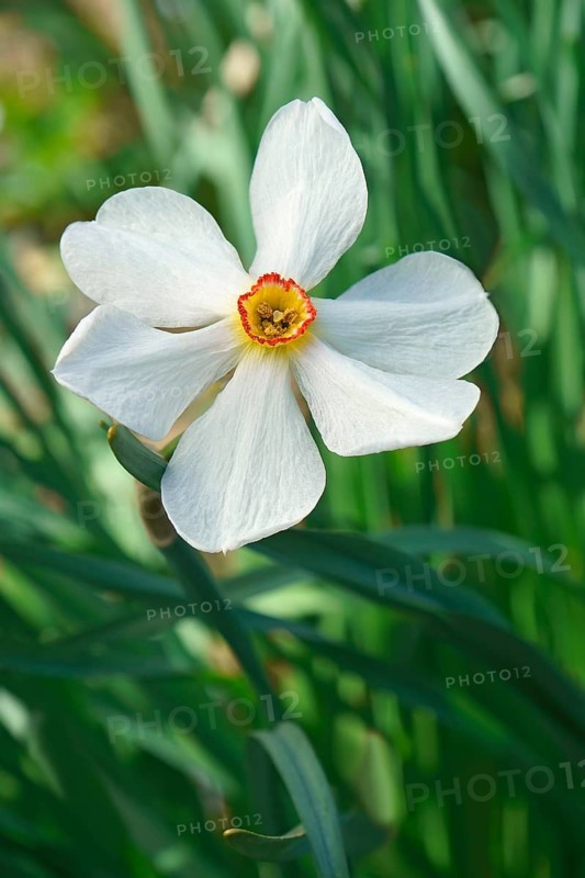 Poet daffodil Actaea