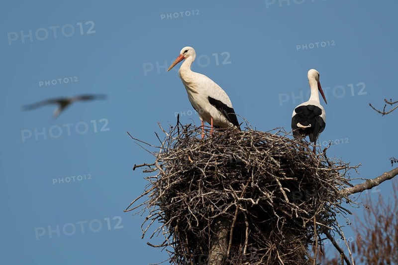 White stork