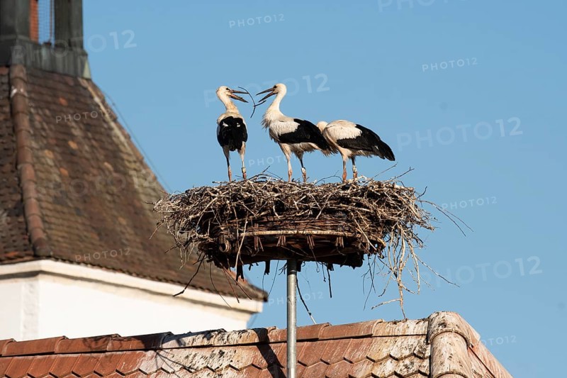 White stork
