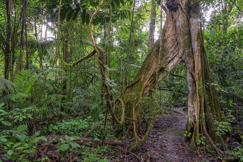 Hiking trail leads through tree with V-shaped opening